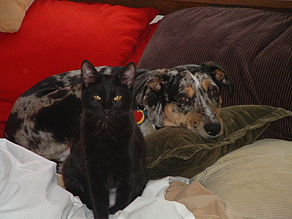 Faith and Oz, North Ridgeville, Ohio. Faith and Oz, North Ridgeville, Ohio.
