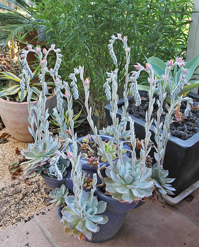 [110616_echeveria_subsessilis_01%255B8%255D.jpg]