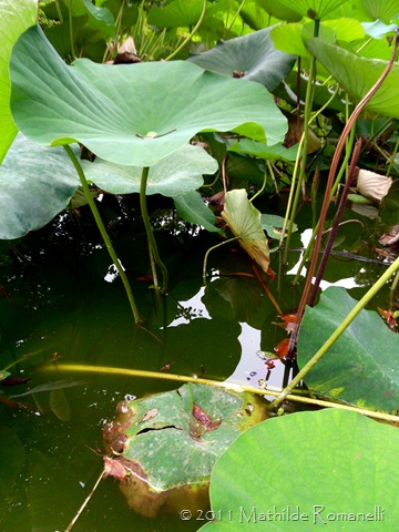 Lotus et Nénufar Lotus et Nénufar
