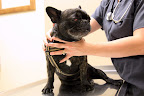 Dr. Jean says they have to make a tiny incision to separate the third eyelid.  It was inflamed and sewn shut for so long, it started to heal that way!  Don't worry, Sharkey, I'm in good hands!