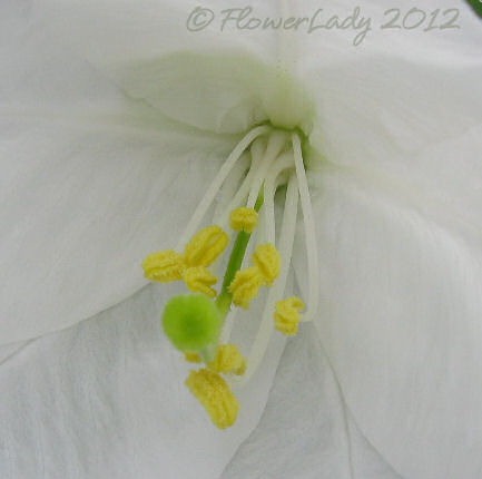 [05-16-bauhinia%255B6%255D.jpg]
