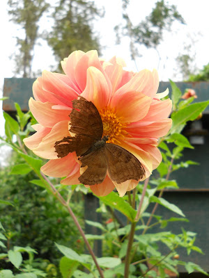 There were butterflies everywhere and it's not even butterfly season.