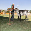 superleite2011_dia1507_122.JPG