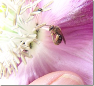 tiny bee on poppy