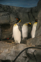Penguins!