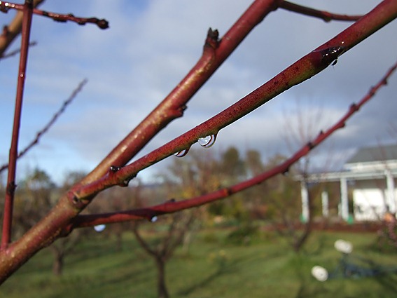 [winterbranch%255B9%255D.jpg]
