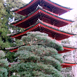 Japanese Tea Garden