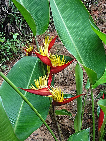[helicniapsittacorum04dez095.jpg]