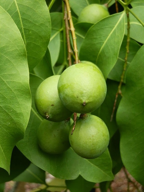 [Melicoccus%2520bijugatus%2520%25282%2529%2520small%255B3%255D.jpg]