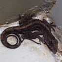 Brown Anole