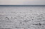 Lots of puffins on the water