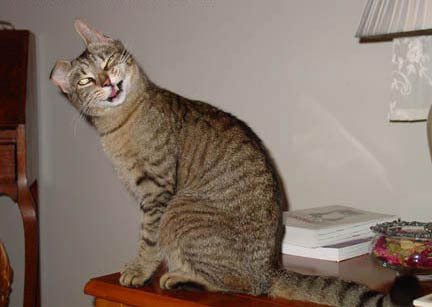 Two cats decided to marry..