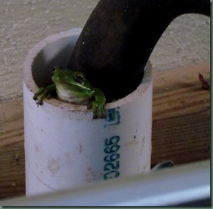 green tree frog by washing machine