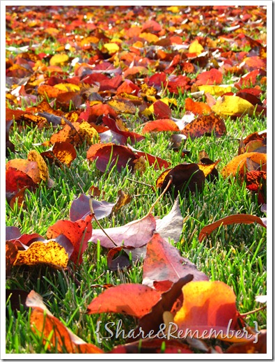 leaves01