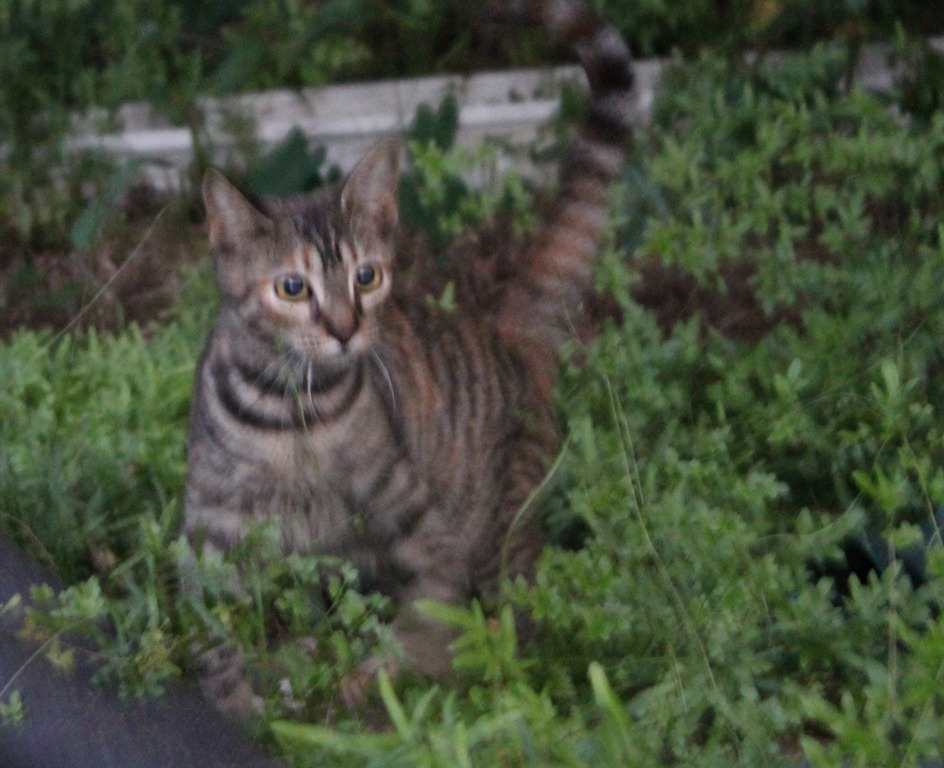 [IMG_6990%255B4%255D.jpg]