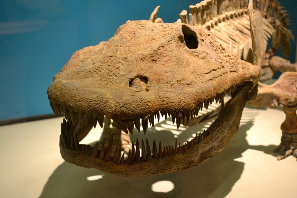 [NaturalHistory_7%255B5%255D.jpg]