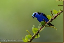 Red-legged Honeycreeper - Cyanerpes cyaneus, Red-legged Honeycreeper - Cyanerpes cyaneus,