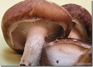 shiitake-mushroom-image