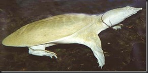 6. Chinese Softshelled Turtle (Pelodiscus sinensis) 6. Chinese Softshelled Turtle (Pelodiscus sinensis)