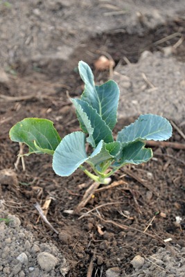 [cabbage%2520plant%255B3%255D.jpg]