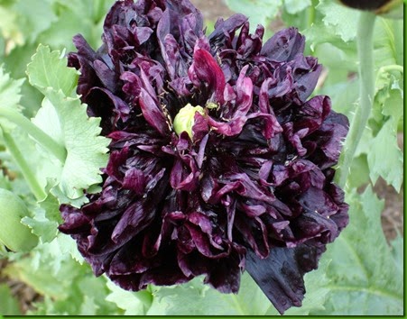 Black Peony Poppy Black Peony Poppy