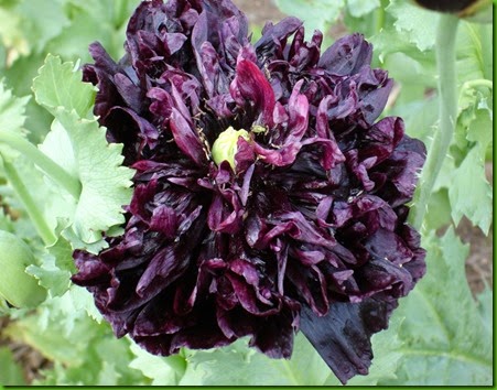 Black Peony Poppy