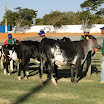 superleite2011_dia1507_146.JPG