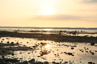 Eva's favorite time of day. She gets the beach all to herself. Photo by Paul Morse.