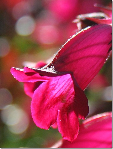 garden-penstemon-1-jul08