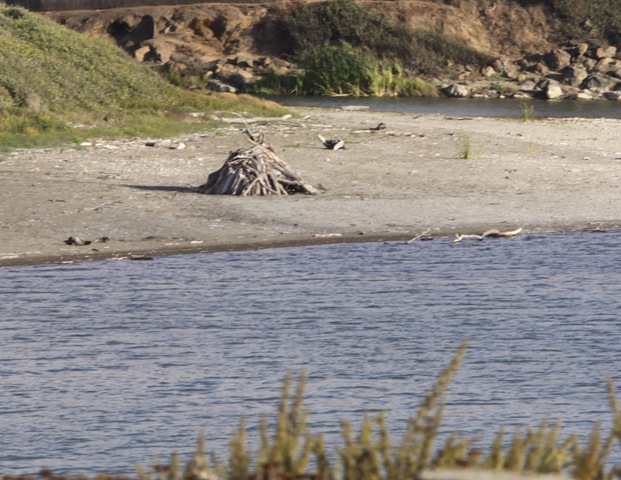 [driftwoodsculpture5%255B7%255D.jpg]