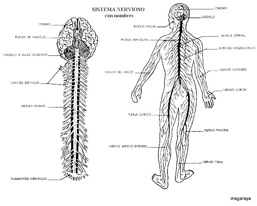 cuerpo humano sistema nervioso