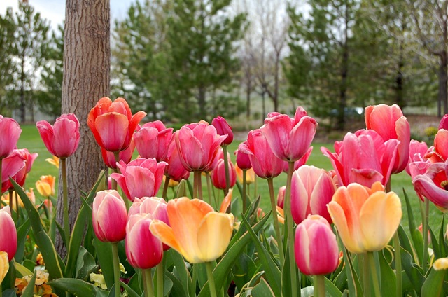 [tptulips4%255B2%255D.jpg]