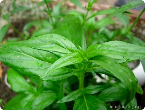 tanaman-herbal-untuk-kolesterol tanaman-herbal-untuk-kolesterol