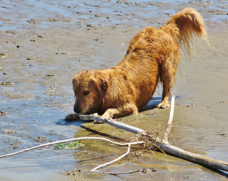 [BeachStickLuLu%255B4%255D.jpg]