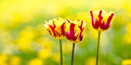 kitschblumen kitschblumen