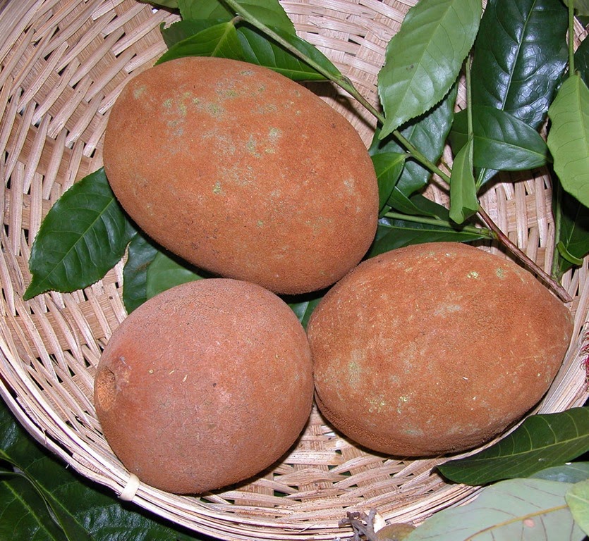 [Cupuacu%255B3%255D.jpg]