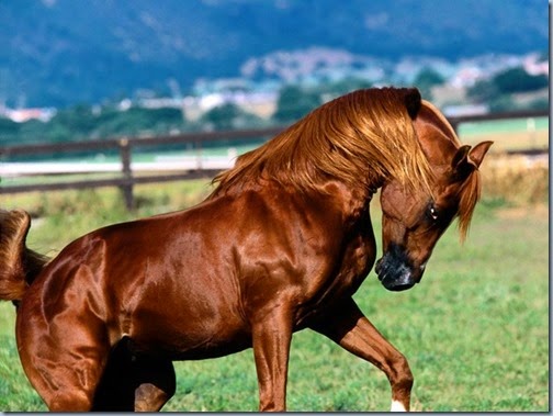 _Shah_Azim__Arabian_Stallion