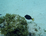 And here's another type of pufferfish. Madagascar6 - 033.jpg
