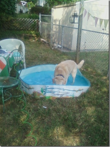 pool pup1