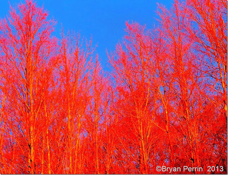 Dawn light on dormant Trees