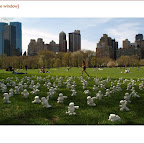 centralpark.2.jpg