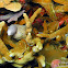 White-eyed Moray Eel