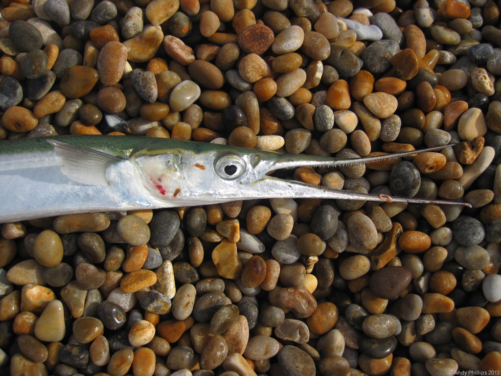 [IMG_1564%255B12%255D.jpg]