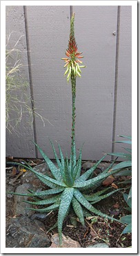 120127_Aloe-microstigma_05