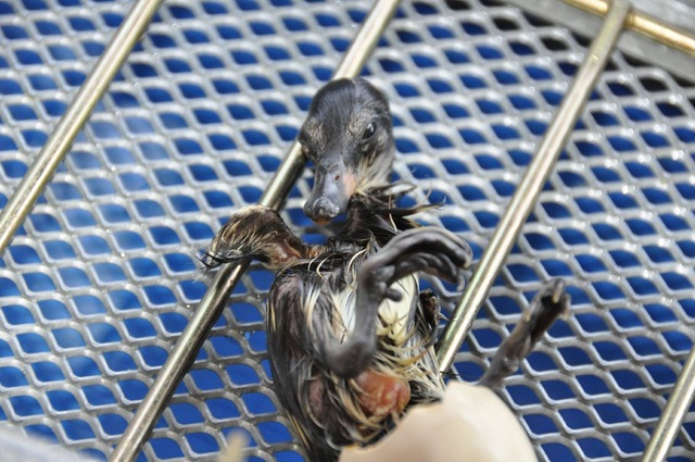 [Just%2520emerged%2520in%2520incubator%2520DSC_0309%255B14%255D.jpg]