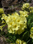 Beautiful wild flowers
www.radicalfish.eu
http://www.skibreezy.com