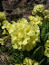 Beautiful wild flowers
www.radicalfish.eu
http://www.skibreezy.com