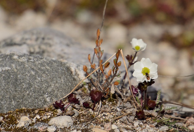 [Boreal%2520forestplants%2520D7K_8690%2520NIKON%2520D7000%2520June%252019%252C%25202011%255B2%255D.jpg]