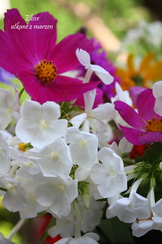 [IMG_4614-1%255B3%255D.jpg]