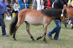 Svava f 2009 e Timon u Svalan e Rebell